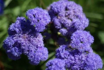 Lila Blüten Fellartig 201521