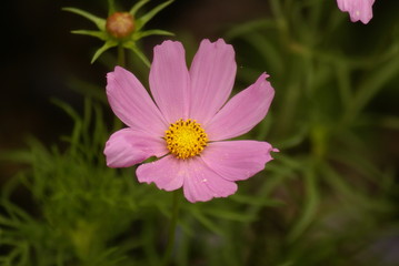 Schmuckkörbchen rosa mit Blütenstaub 201520 Cosmos bipinnatus