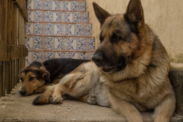 perro pastor alemán