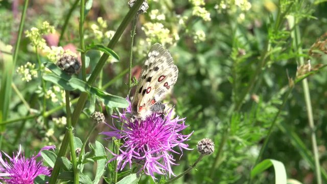 Mosel-Apollo, Apollofalter, Moselapollofalter Parnassius apollo