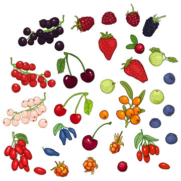 Vector Set of Cartoon Berries