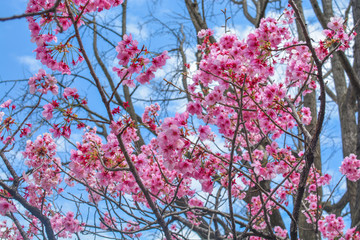 Japan's amazing landscape for wallpaper. Pastel pink / white cherry blossoms (sakura) blooming in spring in bright sunny day with blue sky