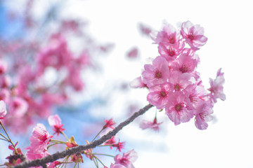 Japan's amazing landscape for wallpaper. Pastel pink / white cherry blossoms (sakura) blooming in spring in bright sunny day with blue sky