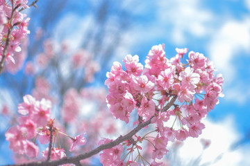 Japan's amazing landscape for wallpaper. Pastel pink / white cherry blossoms (sakura) blooming in spring in bright sunny day with blue sky