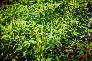 Organic green bird's eye chili, bird eye chili, bird's chili, chile de arbol, or Thai chili fruits on tree bush with green leaves background.