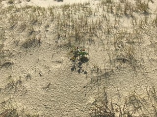 Sand of the dunes by the Baltic sea.