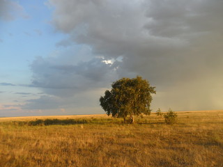 tree in the field