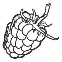 Vector Sketch Raspberry