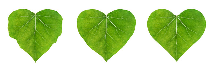 heart shape leaf, set of ivy leaves isolated on white background (eco-friendly concept)