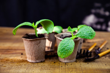 Seedlings in peat pots and tools