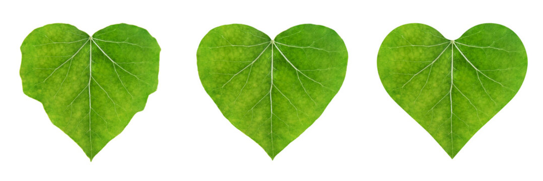 heart shape leaf, set of ivy leaves isolated on white background (eco-friendly concept)