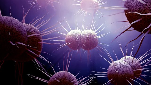 Bacteria, bacterium Neisseria gonorrhoeae