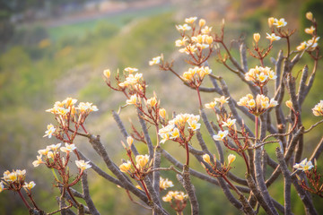 Forest of Plumeria flower trees on the mountain, nearby Khao Wang, Phranakhon Kiri, Phetchaburi, Thailand.