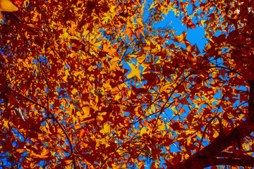 Maple leaves in winter and blue sky