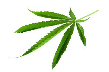 Marijuana leaf, green cannabis leaf isolated over white background