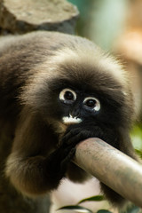 Asian Dusky Langur, Khao Sam Roi Yot, Thailand