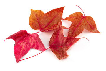 Dried maple leaves isolated over white background.