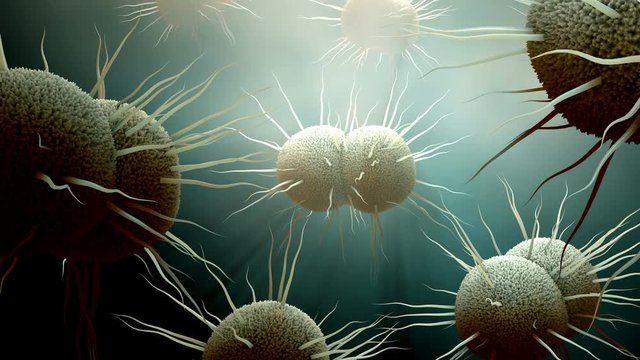 Bacteria, bacterium Neisseria gonorrhoeae