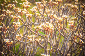 Forest of Plumeria flower trees on the mountain, nearby Khao Wang, Phranakhon Kiri, Phetchaburi, Thailand.