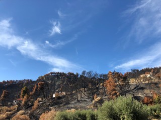 Forest in Greek mountains after forest fire