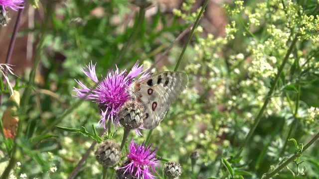 Mosel-Apollo, Apollofalter, Moselapollofalter Parnassius apollo