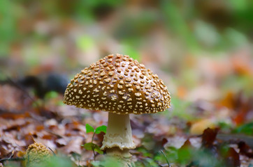 Poisonous mushroom with a brown hat in white speckles grows in the forest