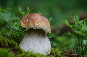 White fungus grows in the spruce forest on a moss letter.