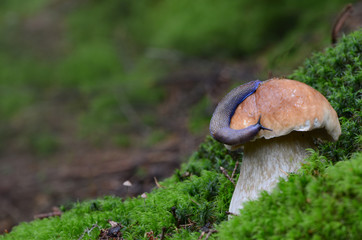 White mushroom grows in the fir forest. A large slug creeps up the mushroom.