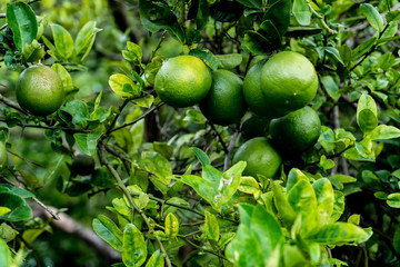 Lime tree loaded with fruits