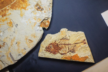 Bangkok-Thailand, July 15, 2017: The fossil of a prehistoric fish (Parambassis paleosiamensis) from Tertiary period in public Rock and Minerals Museum, Rama 6 road, Bangkok © kampwit