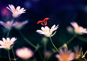 beautiful natural background with little red ladybug taking off with delicate white flower spring bright evening