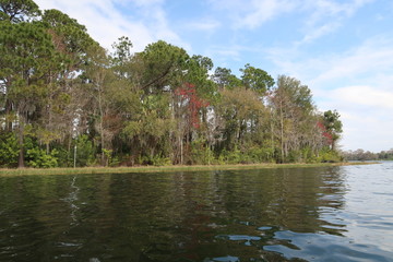 Tree Line along the Lake
