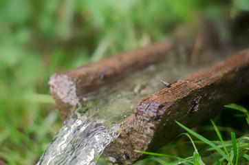 Water source among juicy greens