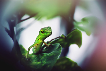 Green Lizard