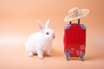 Cute rabbit wearing a hat, standing beside a suitcase, umbrella To travel on holiday. Cute Red bunny isolated for easter concept.