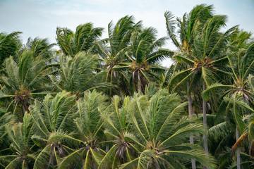 Fototapeta na wymiar Many Top of the Coconut Trees Leaf blow by wind.