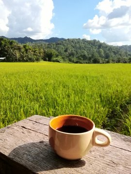 Coffee in the farm