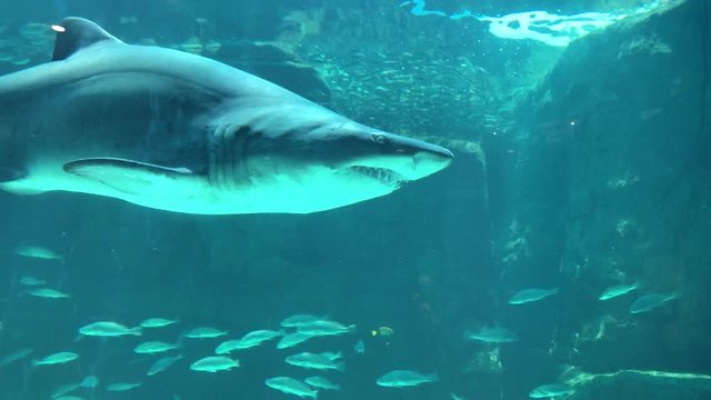 Ragged Tooth Shark Swimming Pass