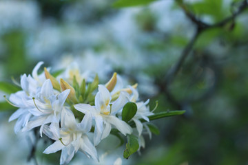 Time of azaleas bloom in the botanical garden.