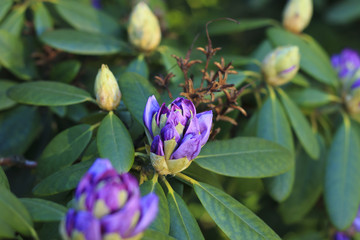 Time of azaleas bloom in the botanical garden.