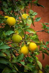 Lemon tree shot against red background in Morocco