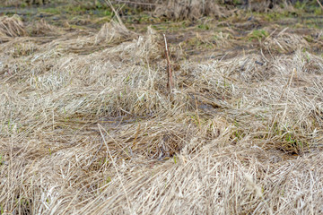 Last year's withered grass in the swamp