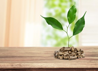 Growing plant tree  on background