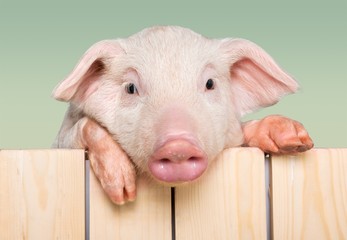 Cute piglet animal in aviator glasses hanging on a fence