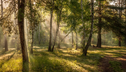 Fototapeta na wymiar Morning. The sun rises. The forest is bathed in sunshine. A pleasant walk in nature.