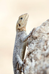 Agama lizard (Agama agama)