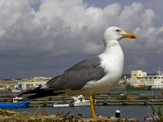 seagull on rock