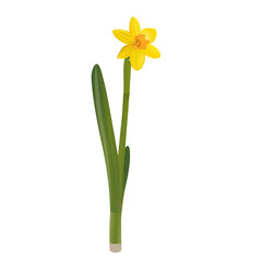 Fototapeta premium Daffodils on a white background. Vector illustration.