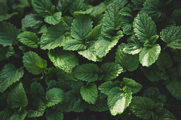 Green layout made of green mint leaves