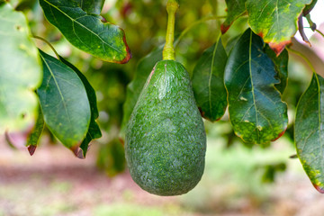 Tropical avocado tree with ripe green avocado fruits growing on plantation on Gran Canaria island, Spain, ready for harvest